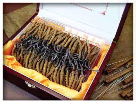 中阳冬虫夏草回收